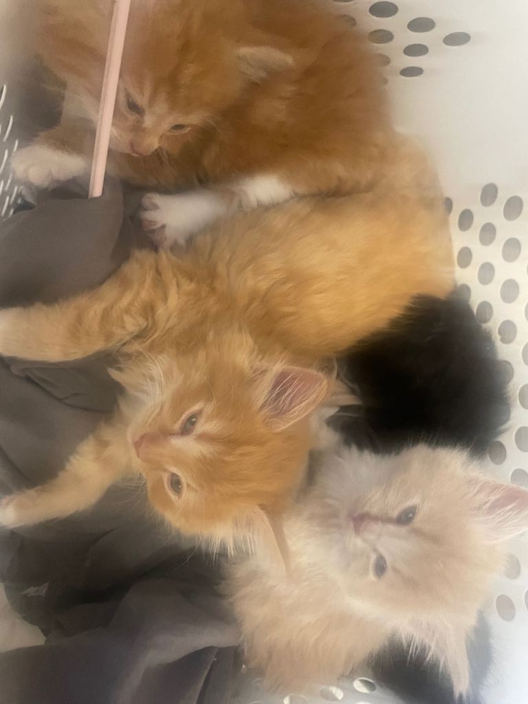 Half mainchoon beautiful kittens 