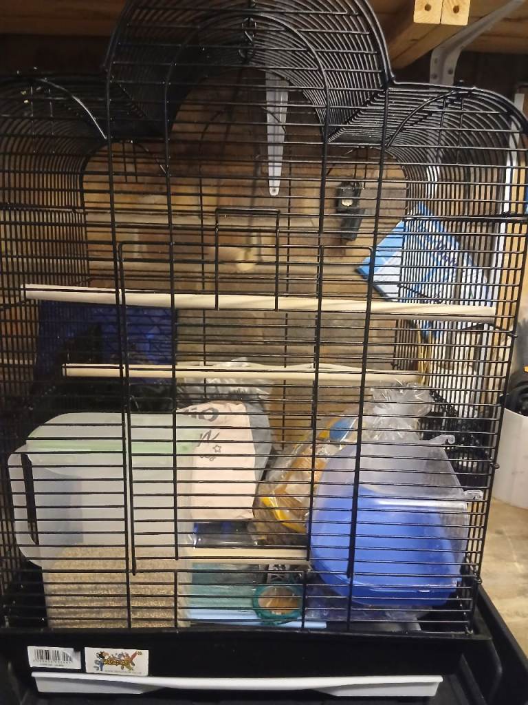 Bird cage with bird food and bird toys