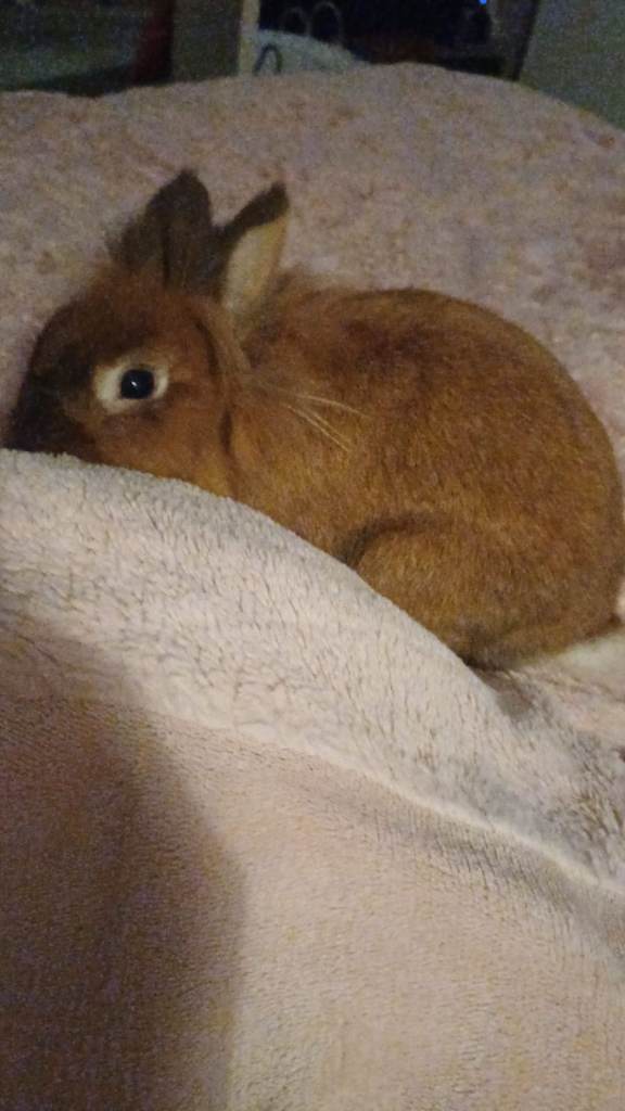 Re-Home 2.5 year old Lionhiead Rabbit