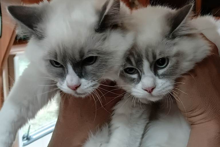 Reduced Beautiful super friendy bio coloured ragdoll kittens.
