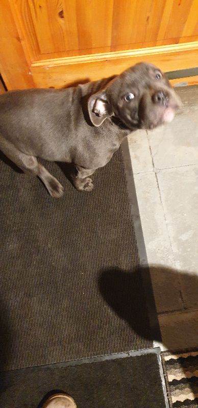 blue Staffordshire bull terrier puppy 
