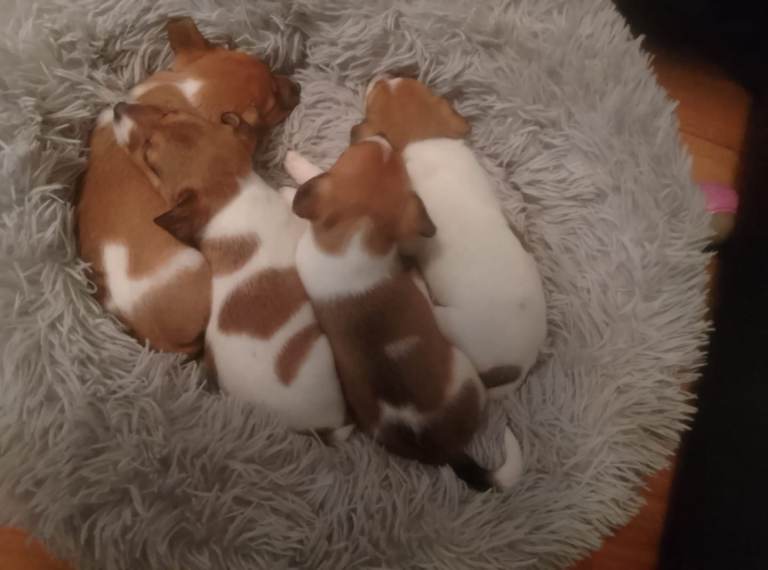 Minature jack russel puppies
