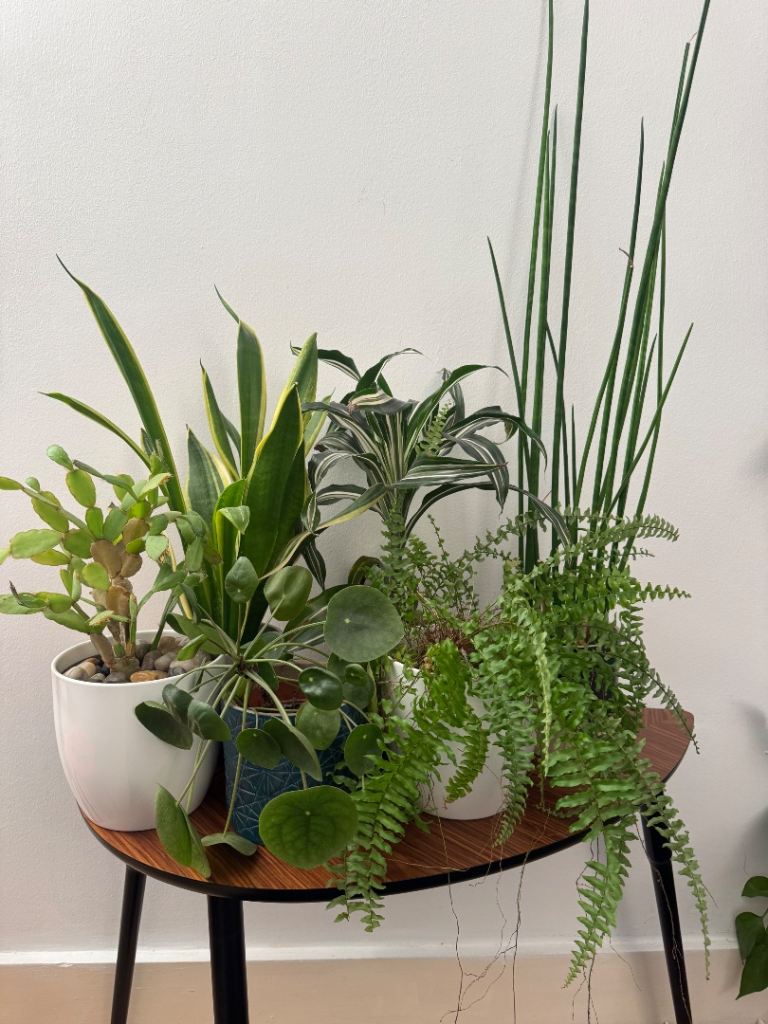 Assorted house plants - see photos 