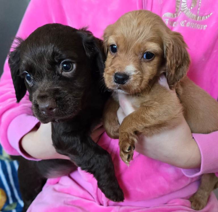 Cocker spaniel puppies 