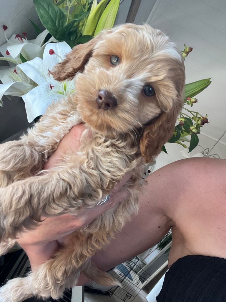 F1  Cockapoo Puppies