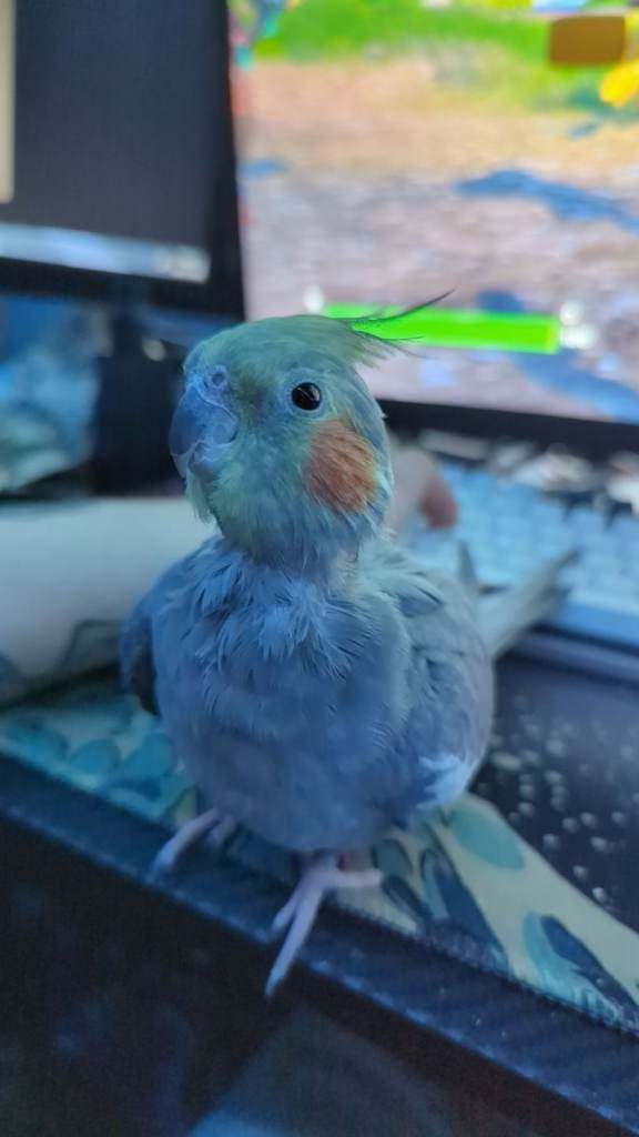 Cockatiel For Rehoming 