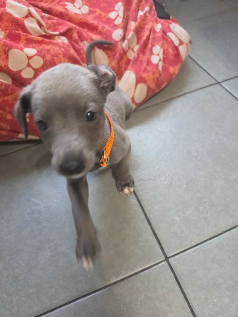 KC REGISTERED WHIPPET PUPS FOR SALE 