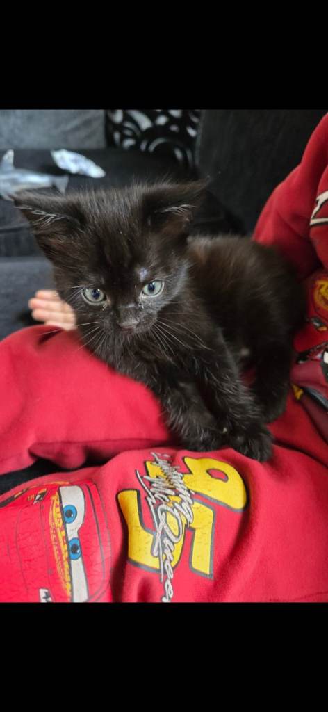 Kittens 