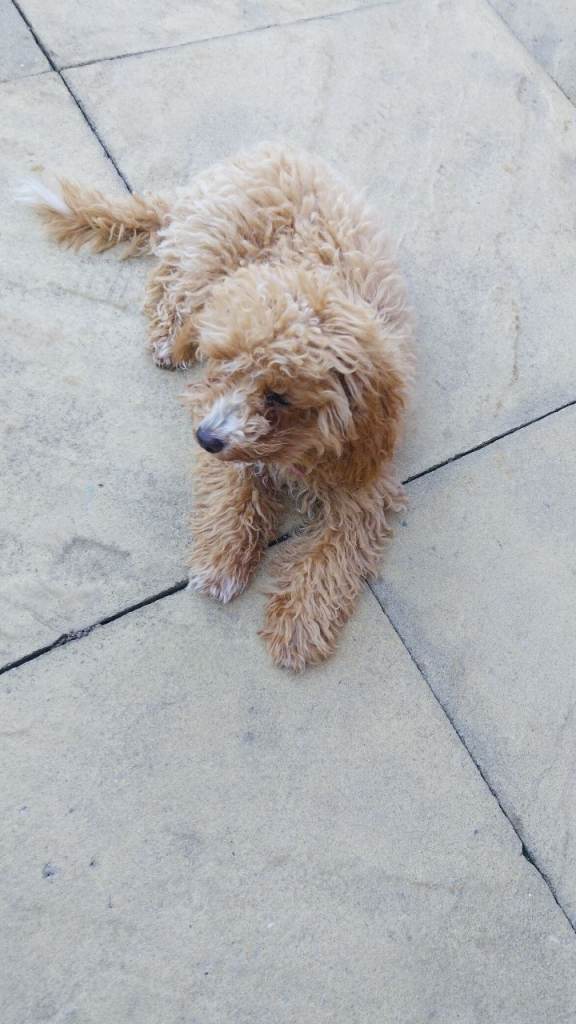 F1b cockapoo 
