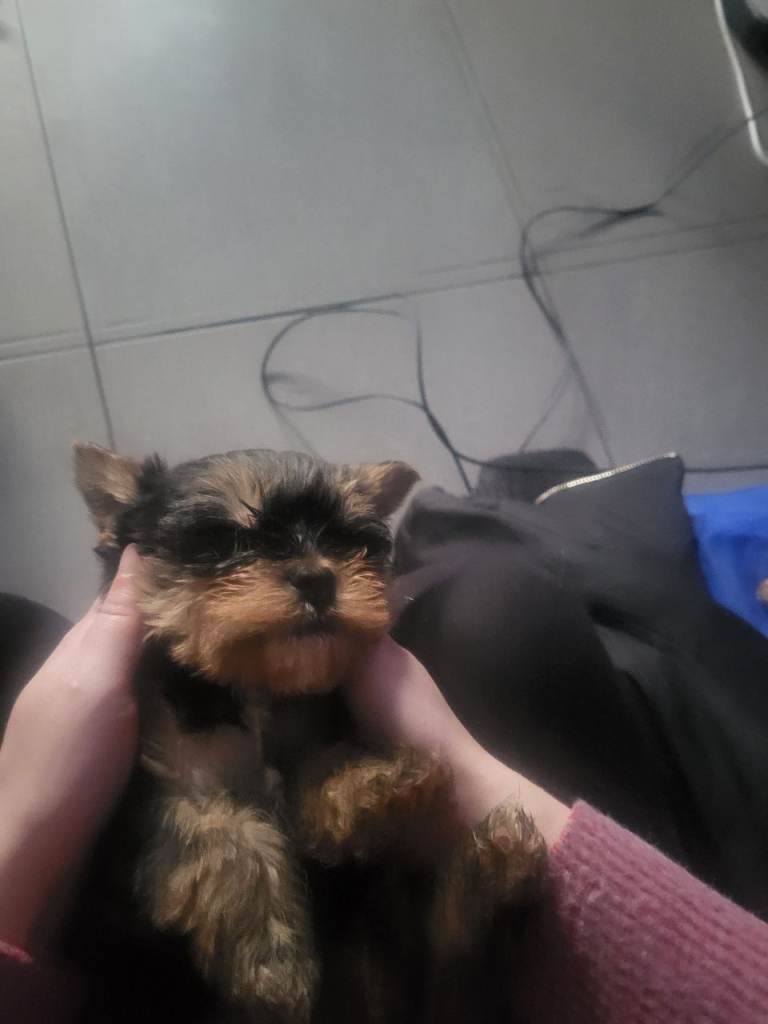3 Yorkshire terrier puppies 8 weeks old ready to leave now 1st vaccines done