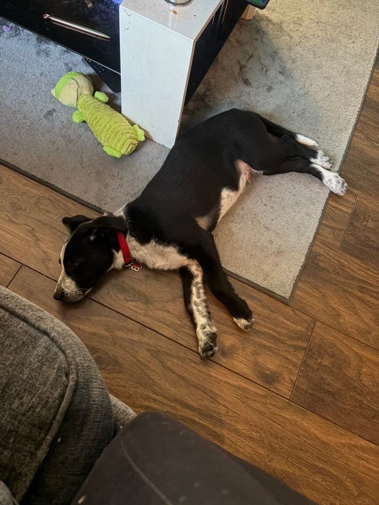 14 week old pup for sale 