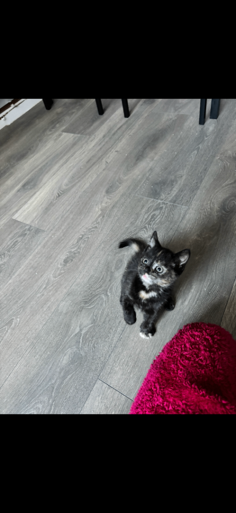 12 week old female kitten