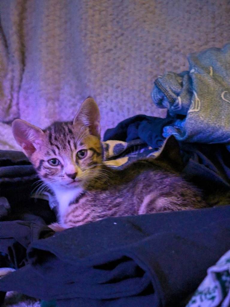 2 male kittens 