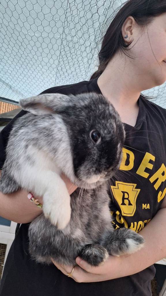 Pair of bonded sisters *£40 Including Hutch *