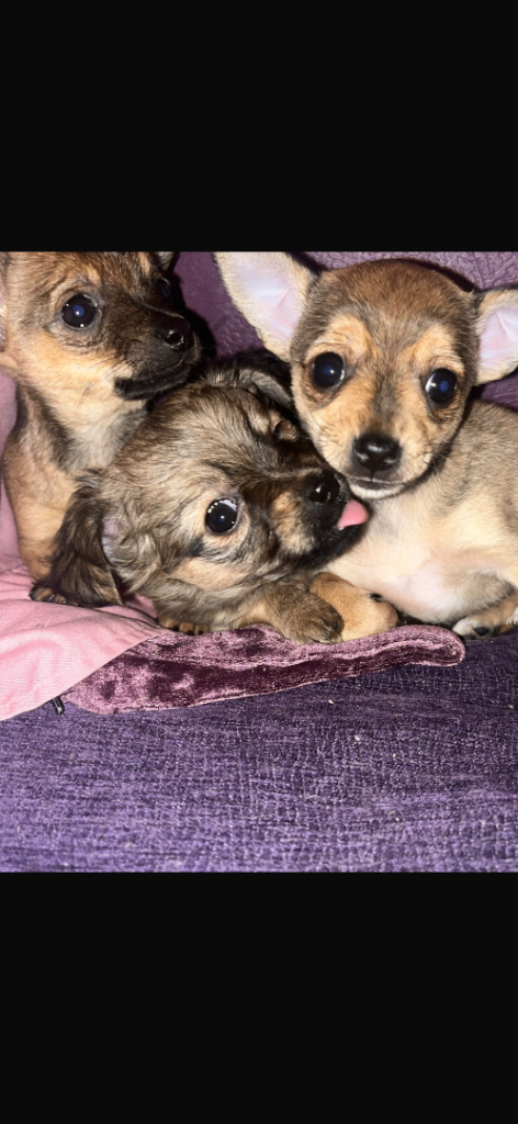 Chihuahua puppies 