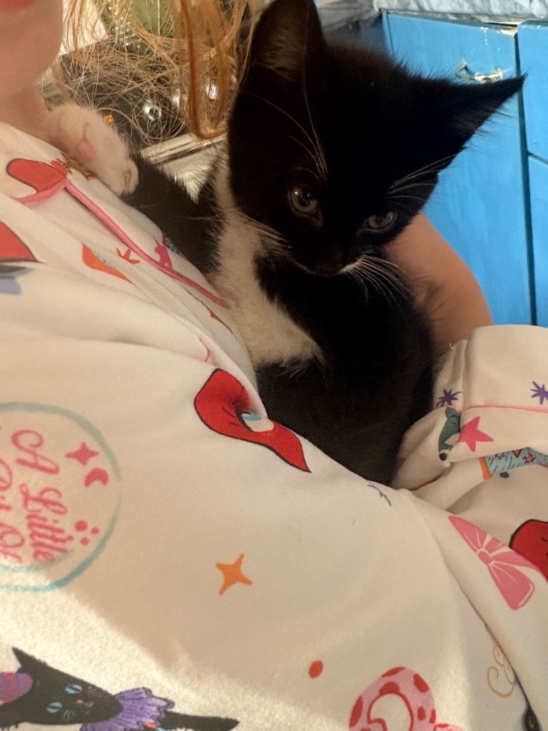 2 male kittens 