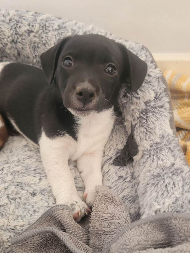 Jack russell puppy 