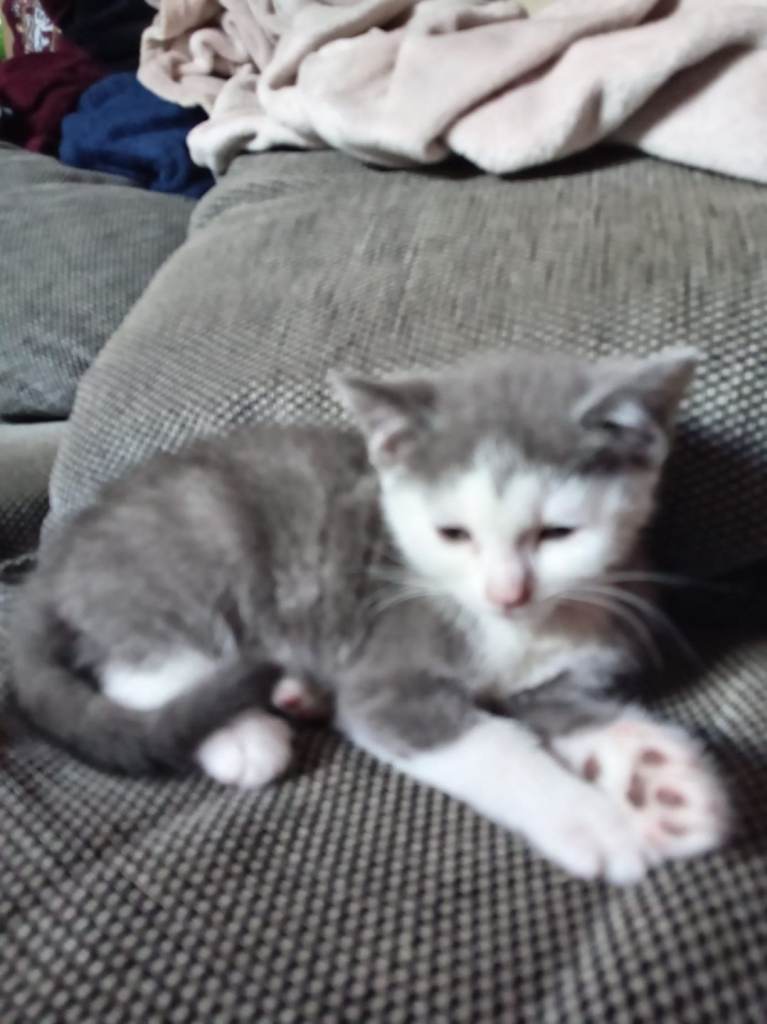 Kittens ready for new homes