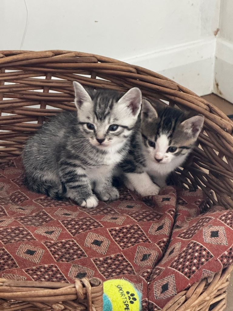 Beautiful kittens for sale. 