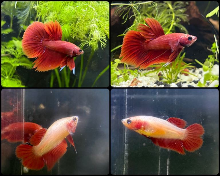 Bettas ready to go!