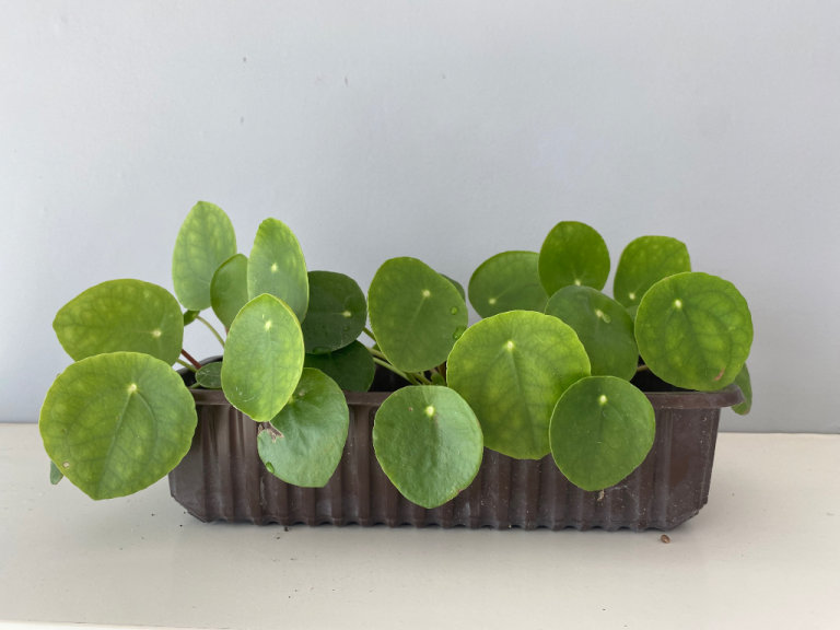 Pilea - Chinese Money Plants