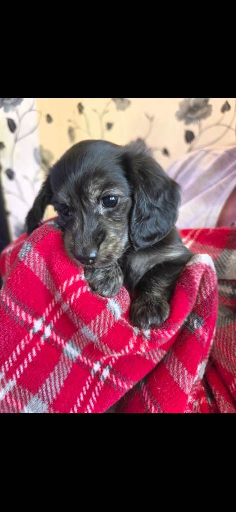 Miniature long haired dachshund puppies. (Only black girl left) 