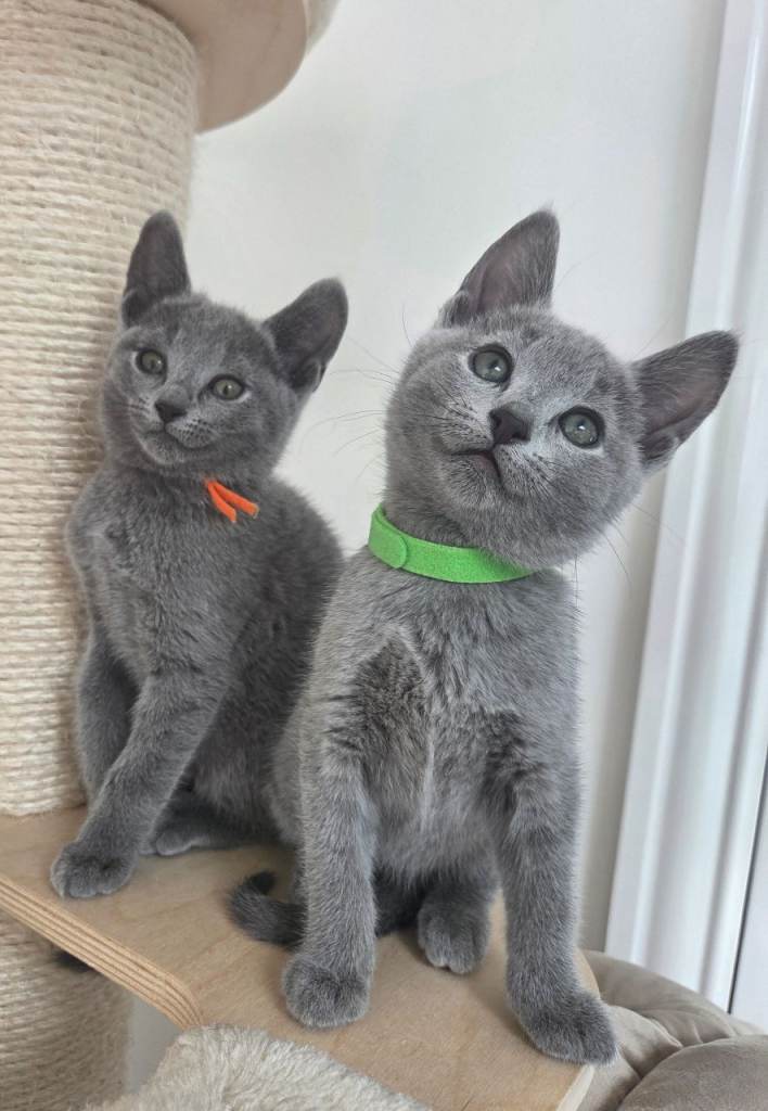 💙 Russian Blue Kittens – Champion Line, TICA