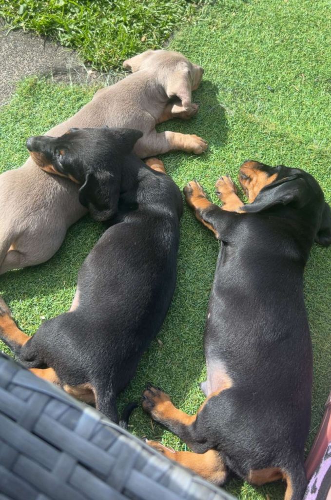 Miniature dachshunds see description below 