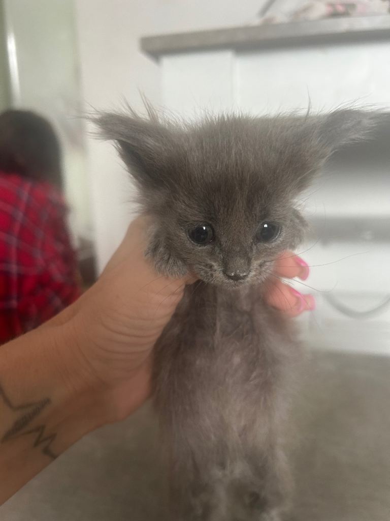 Maine coon 