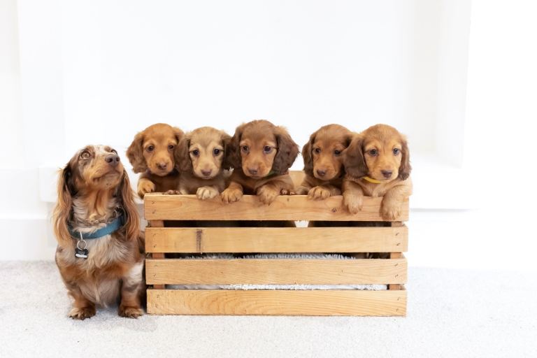 KC reg Long Haired Dachshund Puppies