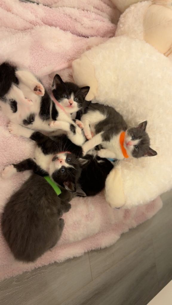 Half mixed British short hair kittens 