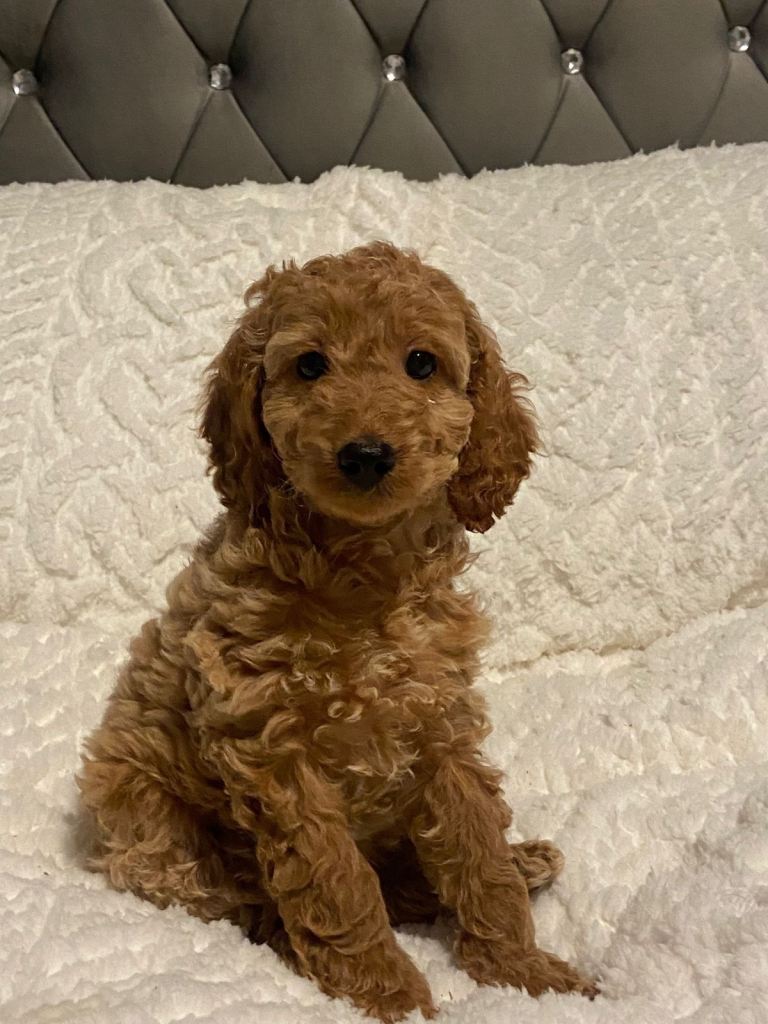 Cute Cockapoo Puppies