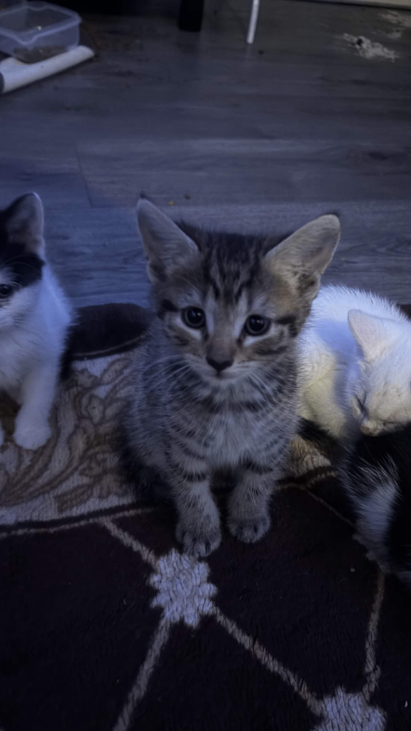 9 kittens ready for a new home