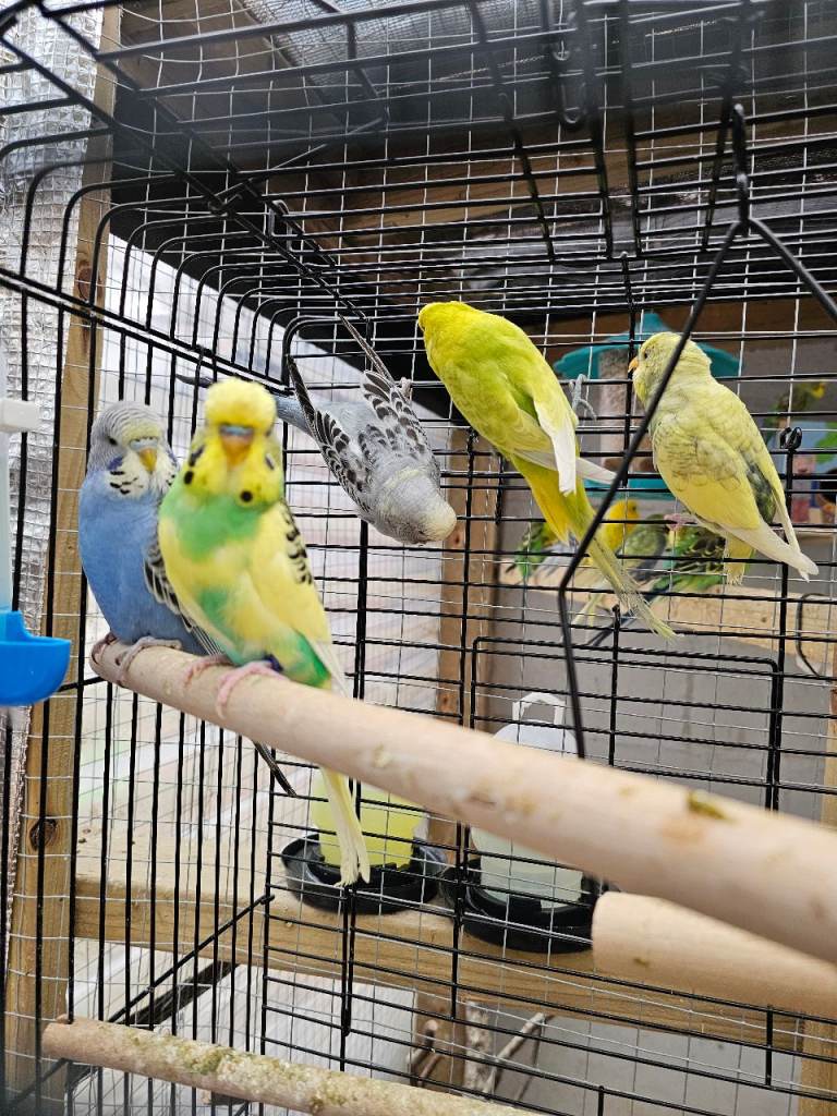 5 budgies looking for new home