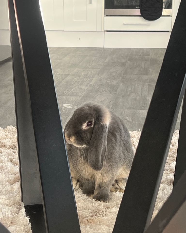 House bunny (Buck)