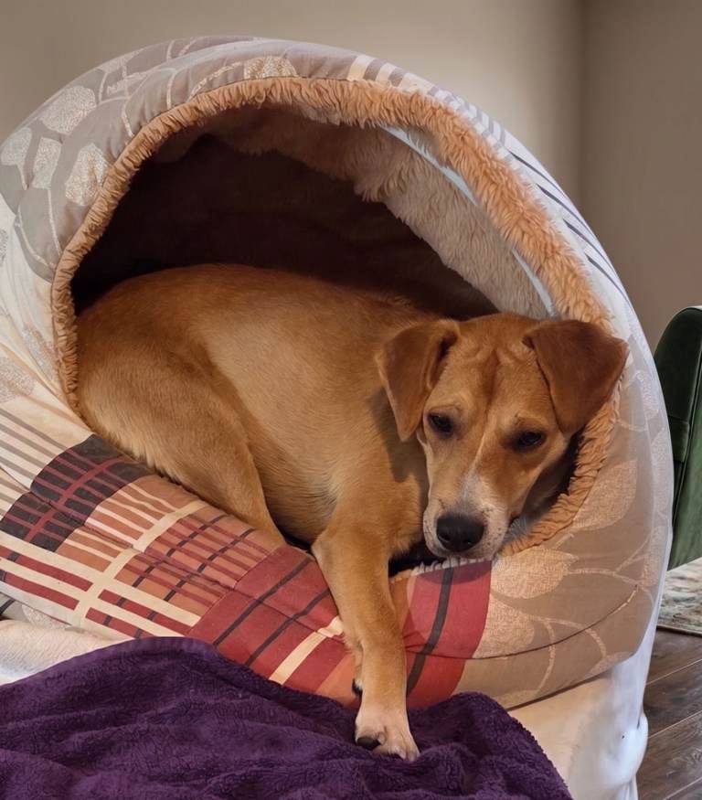🐾Jacky Adorable Playful Clever Affectionate Puppy