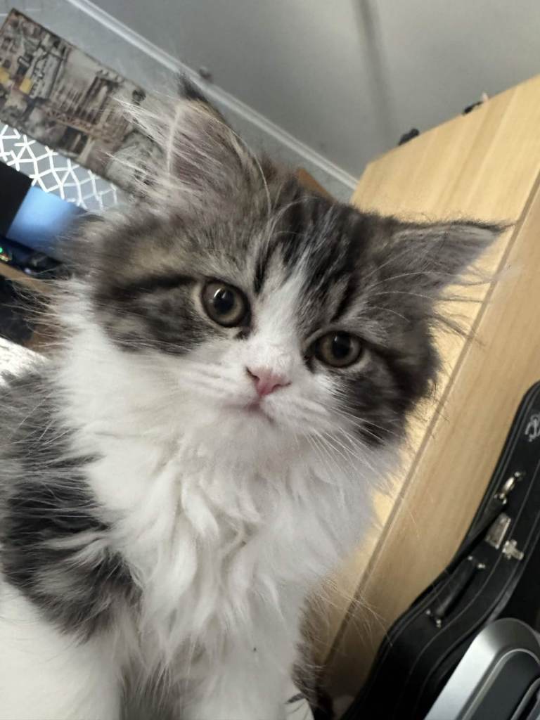 Beautiful Persian Kittens Looking for Loving Homes