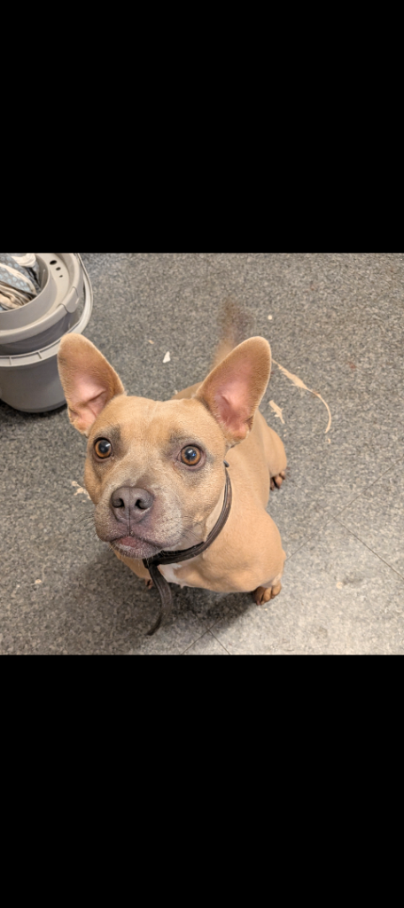 2 yr old French bulldog cross with staff 