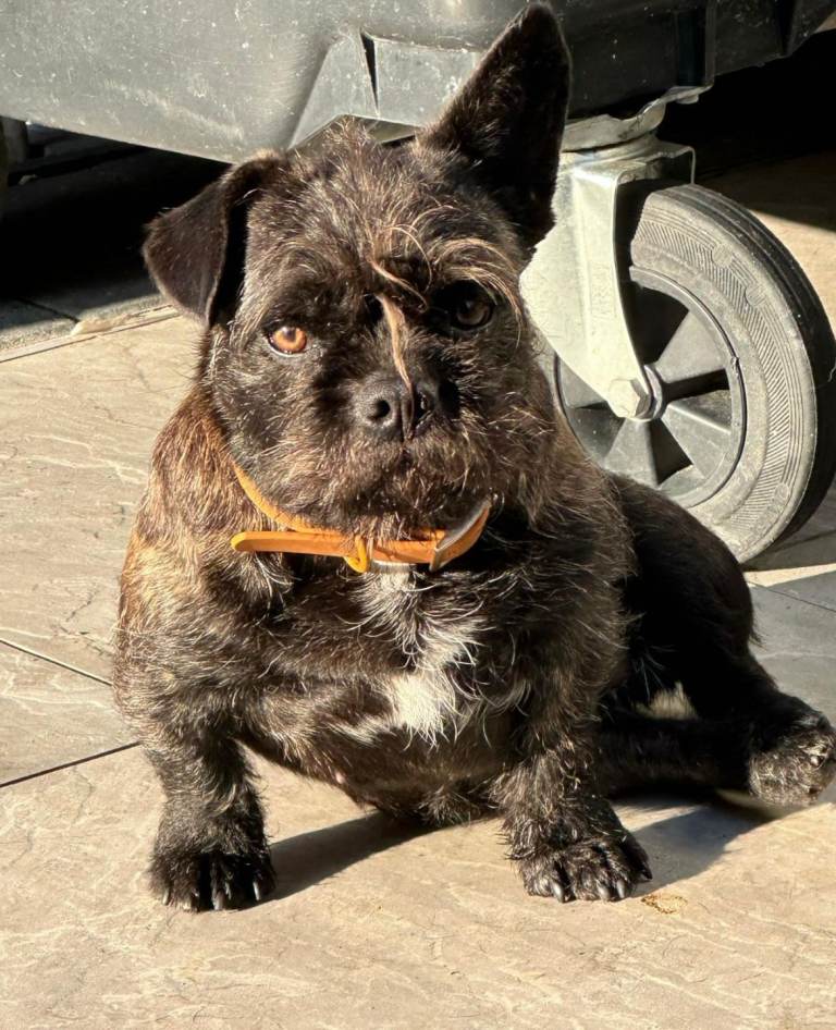 Loving separate homes needed for two french bulldog females 