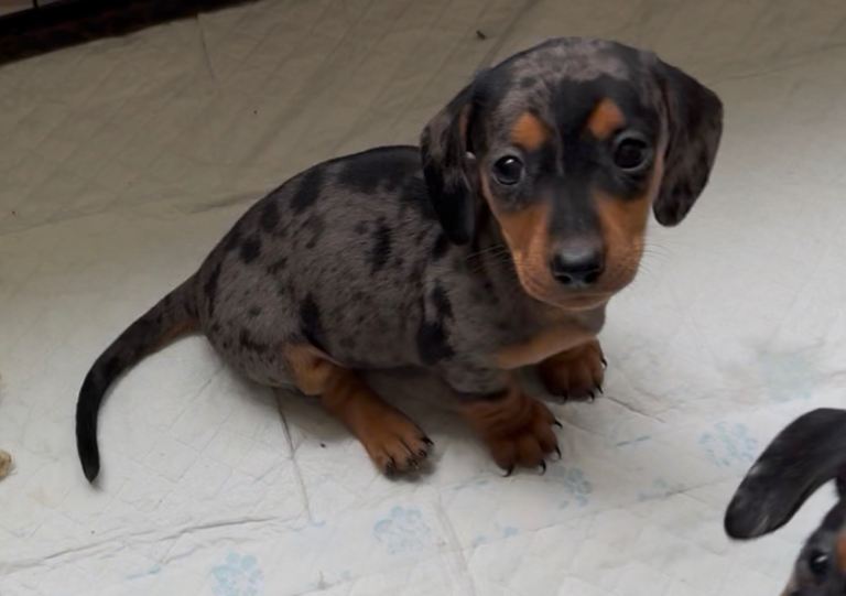 One left IKC miniature dachshunds