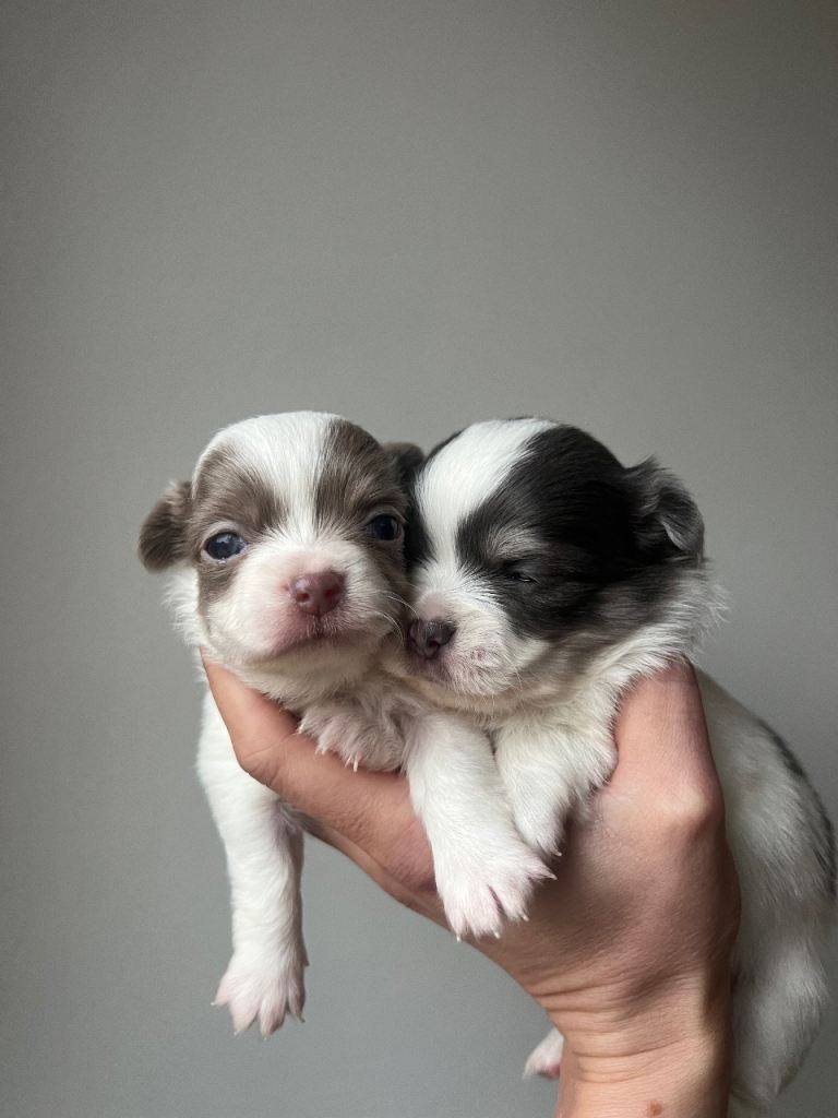 Chihuahua Puppies / TWO PUPS LEFT