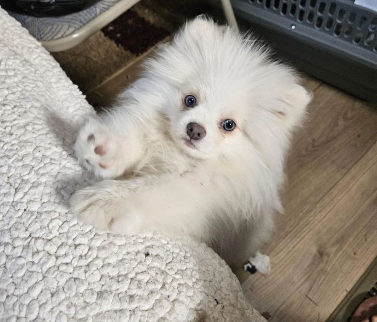 White blue eyed pomeranian puppy 