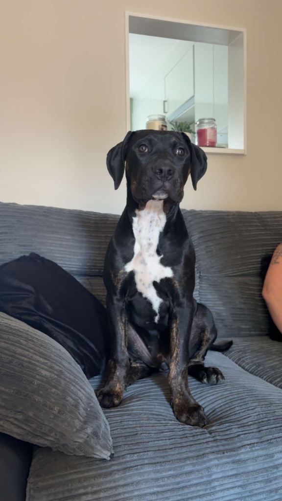 Cane Corso x Presa Canario 
