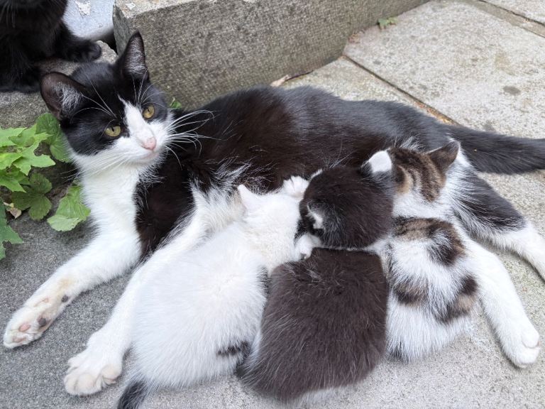 Kittens for sale 