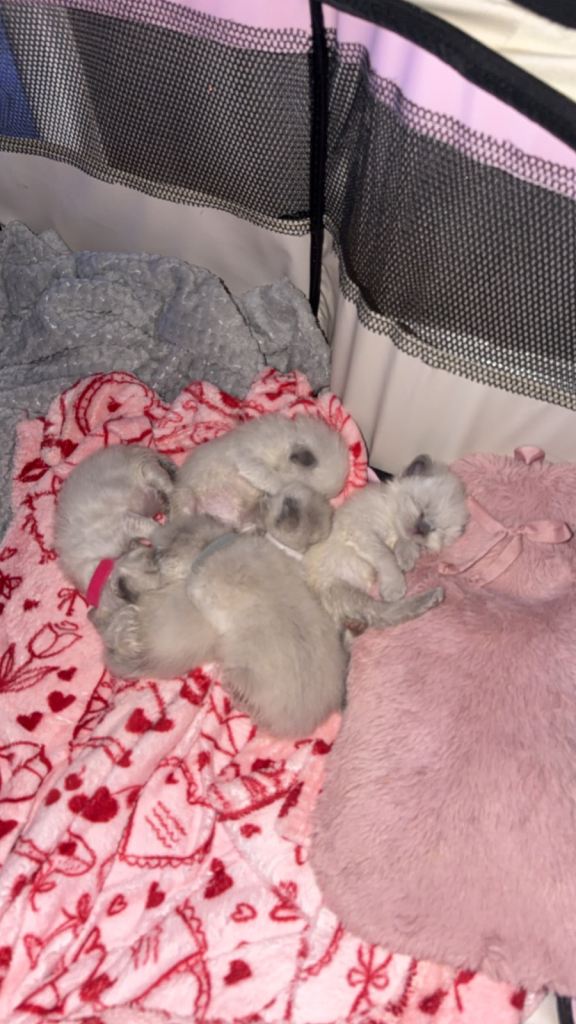 Ragdoll Kittens looking for perfect homes 