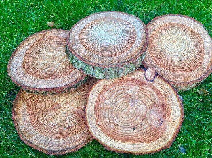 Log slices perfect for cake stands or table decorations centre pieces 
