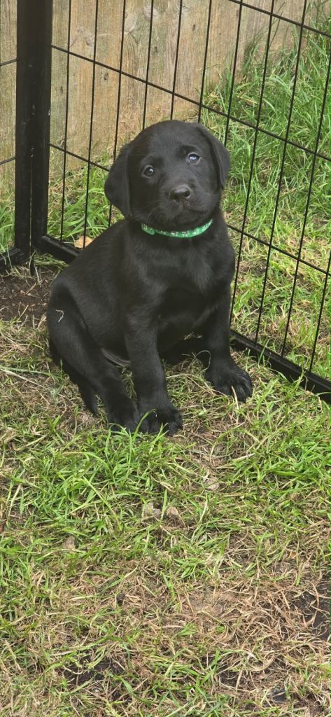 Stunning yellow and black Labrador puppies