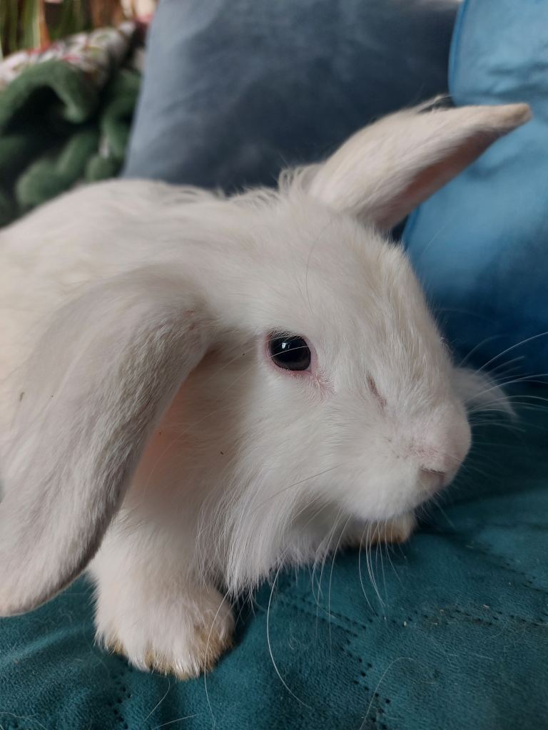 Male lionhead mix .rabbits 