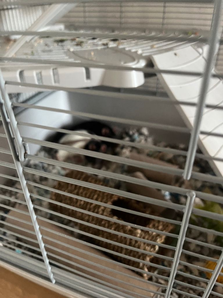 Two male rats
