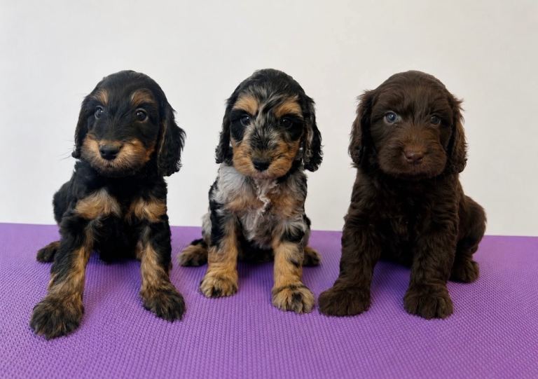 F1b cockapoos